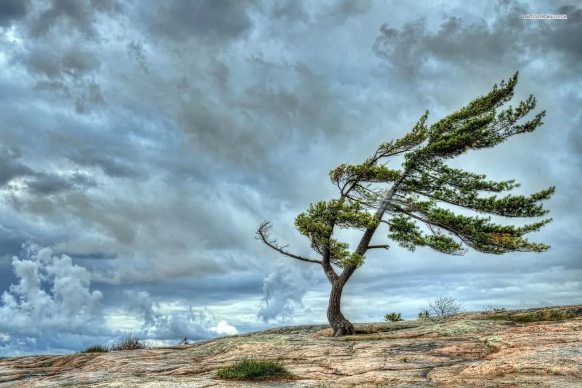 Güclü külək Azərbaycanın rayonlarında əsir: Xəbərdarlıq