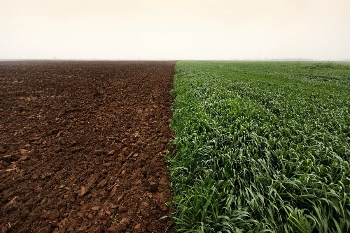 Azərbaycanda payızlıq əkinlər başa çatır: hansı rayonlar öndədir?