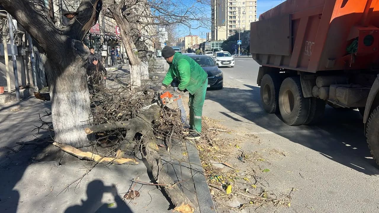 Bakıda güclü külək ağacları sındırdı: Təmizləmə işləri aparılır